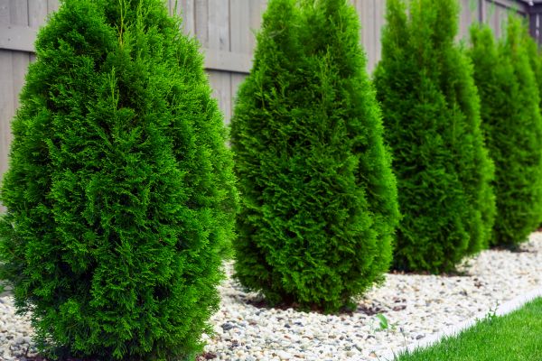 Arborvitae Planting in Hayward