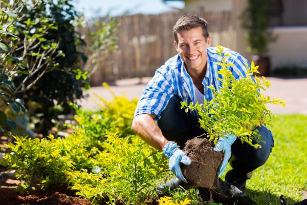 Bush Planting Service in Hayward