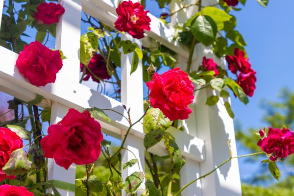 Home Gardening Service in Hayward