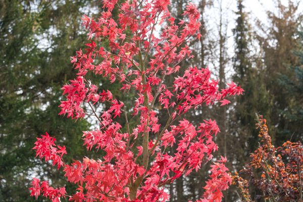 Japanese Maple Planting in Hayward