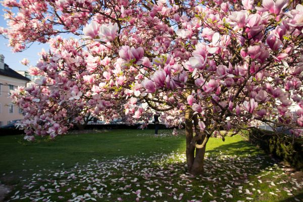 Magnolia Tree Planting in Hayward