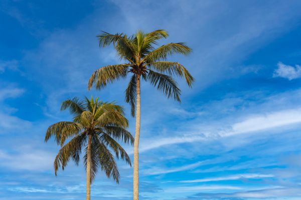 Palm Tree Planting in Hayward