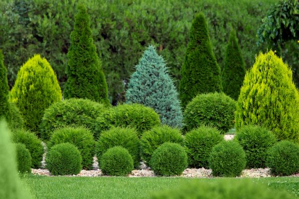 Shrub Replacement in Hayward