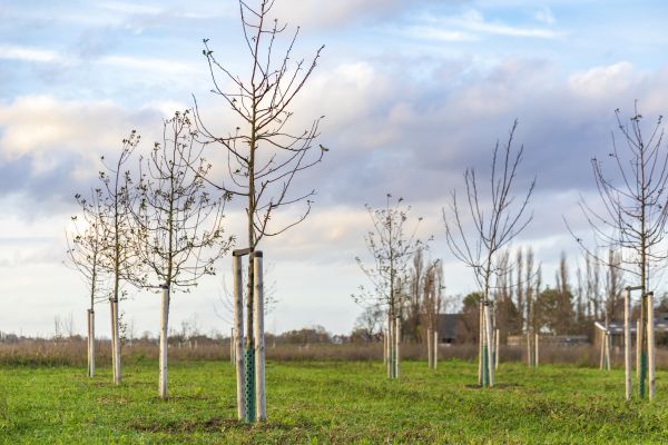 Tree Installation Service in Hayward