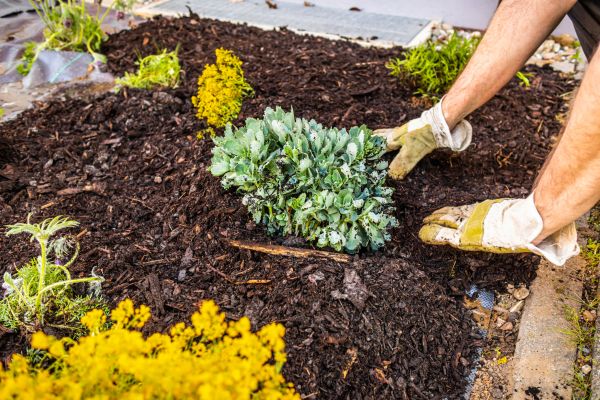 Weeding And Mulching in Hayward