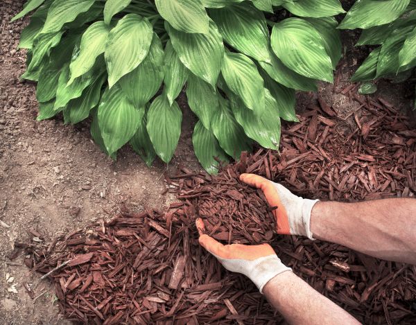 Shredded Mulch Service in Hayward