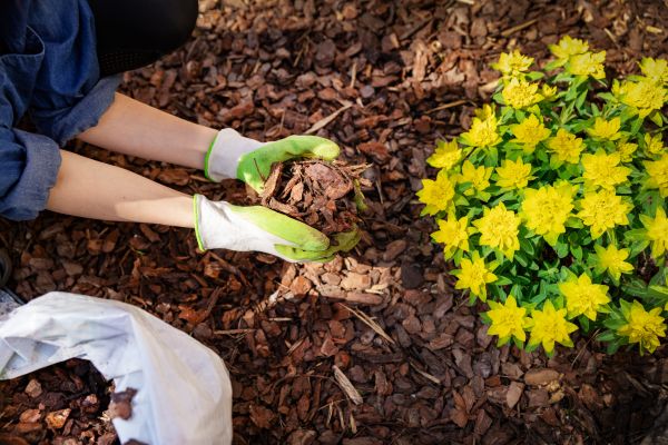 Pine Bark Mulch Installation in Hayward