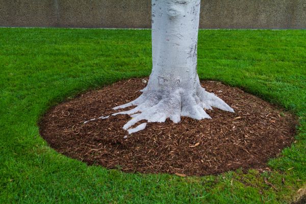 Brown Mulch Installation in Hayward