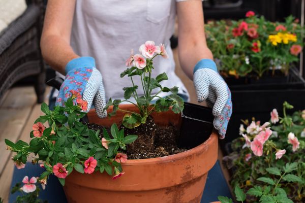 Plant Care Service in Hayward