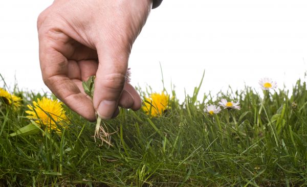 Lawn Weeding in Hayward