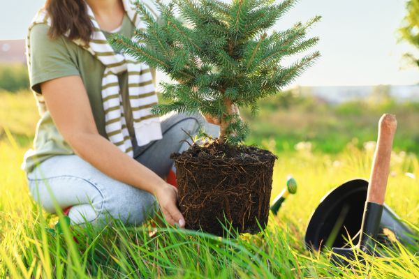 Spruce Tree Planting in Hayward