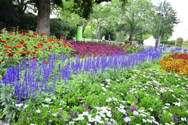 Perennials Planting in Hayward