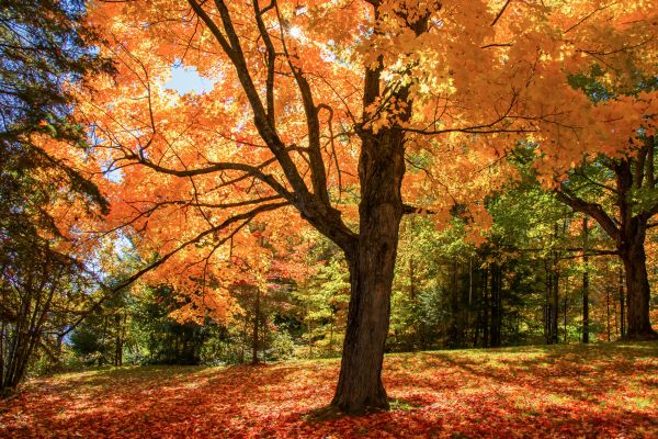 Maple Tree Planting in Hayward