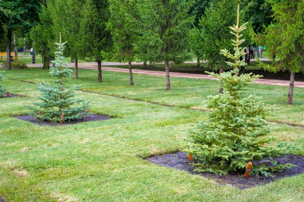 Privacy Trees Planting in Hayward