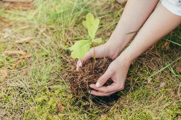 Oak Tree Planting in Hayward