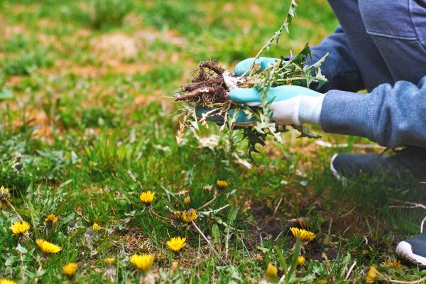 Flower Bed Clearing in Hayward