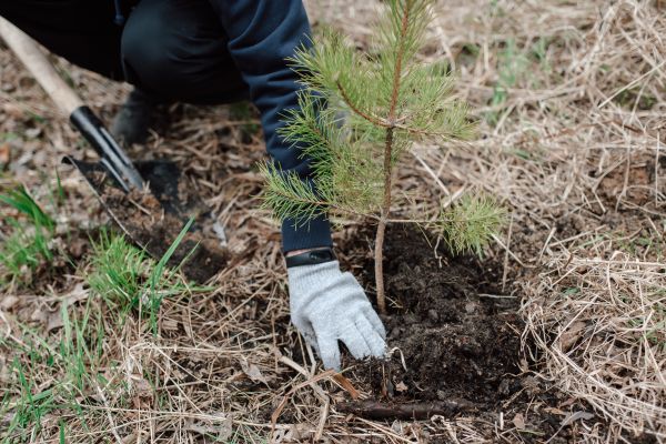Pine Tree Planting in Hayward