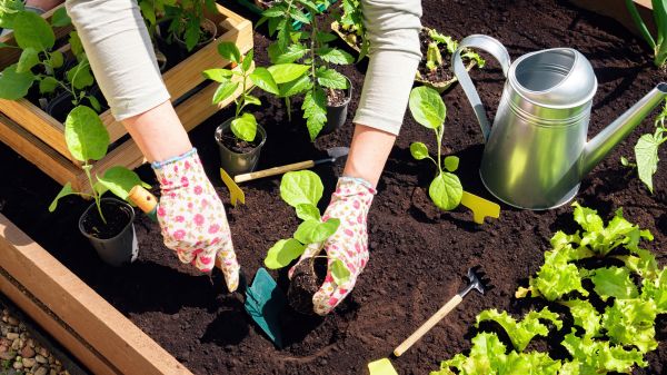 Garden Bed Installation in Hayward