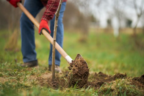 Trees Planting in Hayward