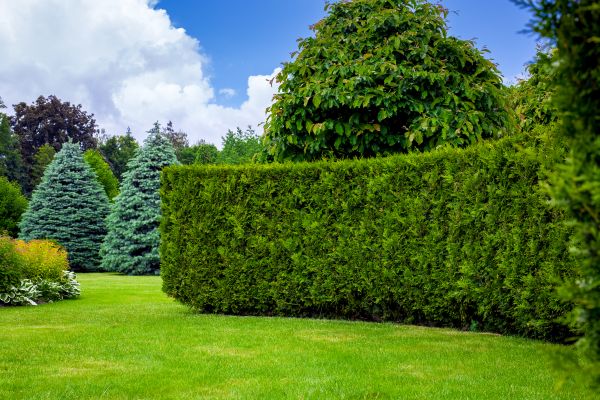 Hedge Landscaping in Hayward