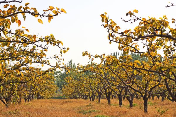 Pear Tree Planting in Hayward