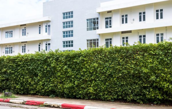 Privacy Landscaping in Hayward