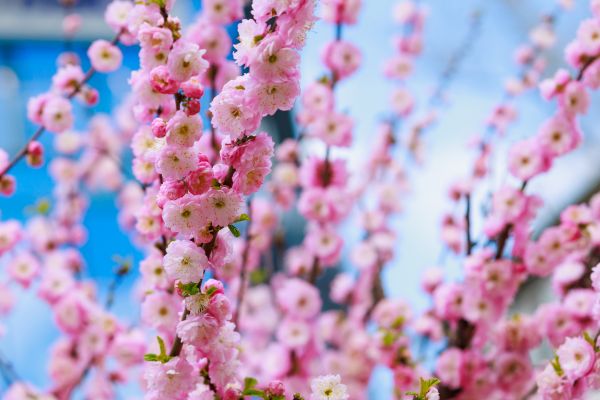 Japanese Cherry Tree Planting in Hayward