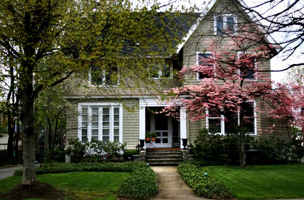 Ornamental Tree Planting in Hayward