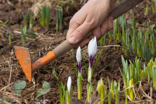 Flower Garden Weeding in Hayward