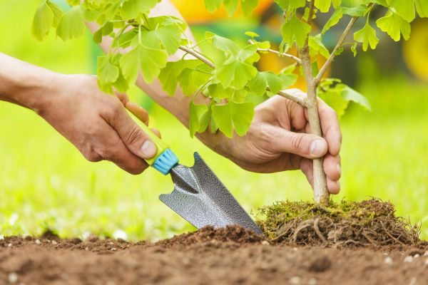 Fruit Tree Planting in Hayward