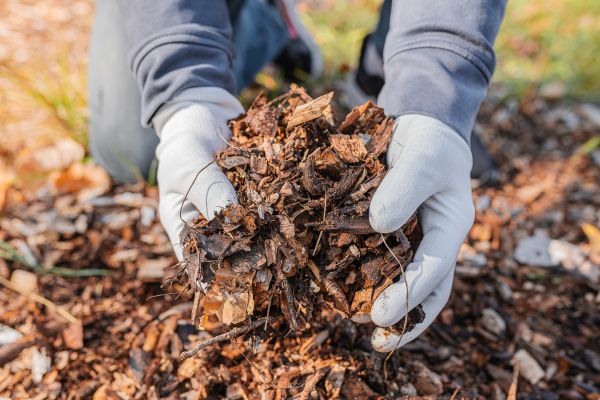 Shredded Mulch Installation in Hayward