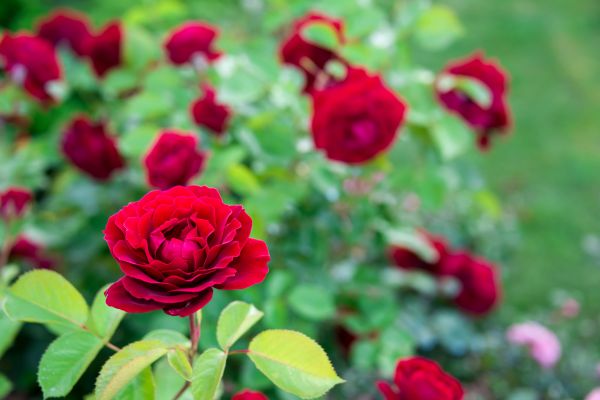 Rose Planting in Hayward