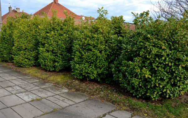 Privacy Shrub Installation in Hayward