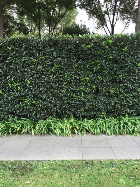 Privacy Shrub Planting in Hayward