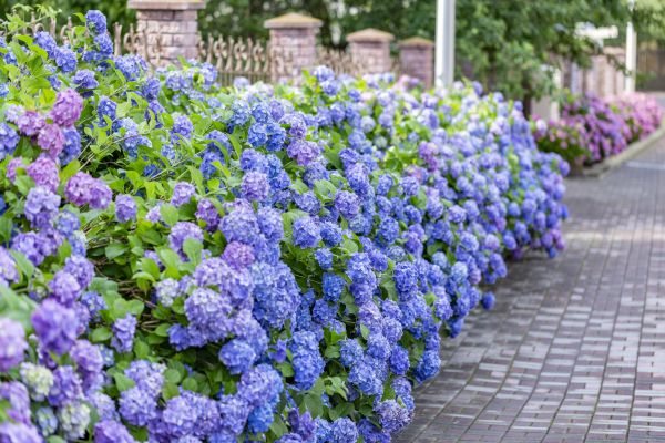Hydrangea Landscaping in Hayward