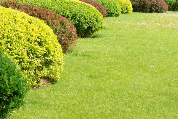 Shrubbery Planting in Hayward