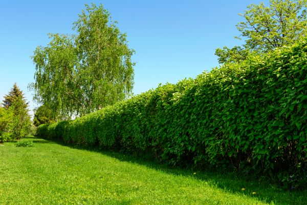 Hedge Replacement in Hayward