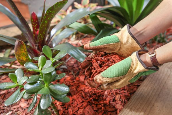 Cedar Mulch Installation in Hayward