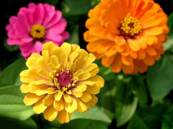 Zinnia Planting in Hayward