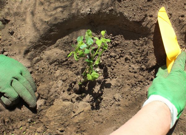 Rose Bush Planting in Hayward