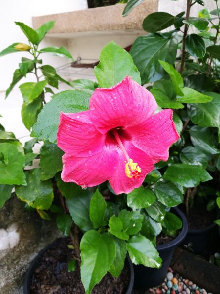 Hibiscus Planting in Hayward