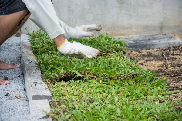 Ground Cover Planting in Hayward