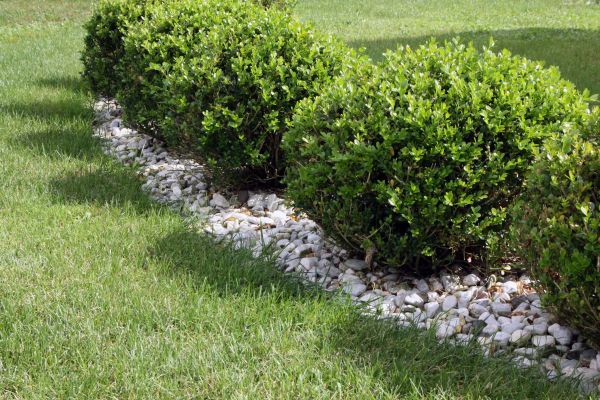 Boxwood Planting in Hayward