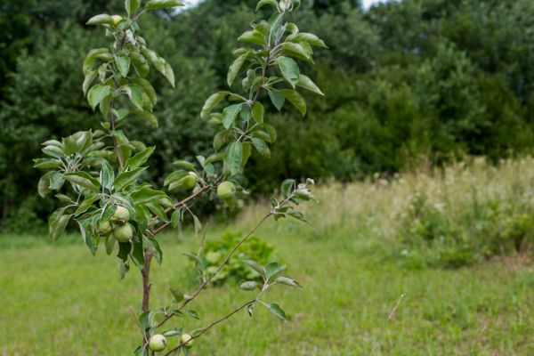 Apple Tree Planting in Hayward