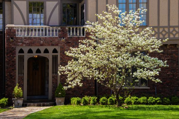 Dogwood Tree Planting in Hayward